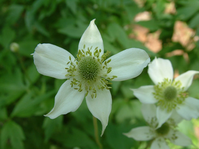 Anemone cylindrica (Candle anemone) #18816