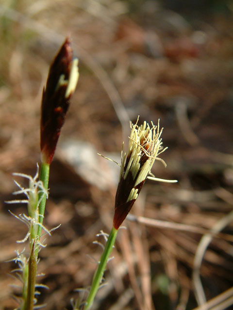 Carex platyphylla (Broadleaf sedge) #18862