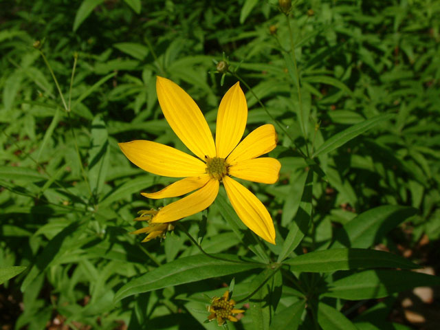 Coreopsis major (Greater tickseed) #18897