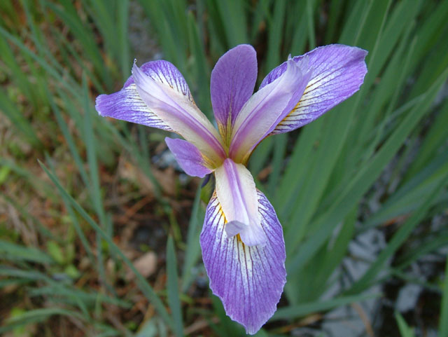 Iris brevicaulis (Zigzag iris) #18995