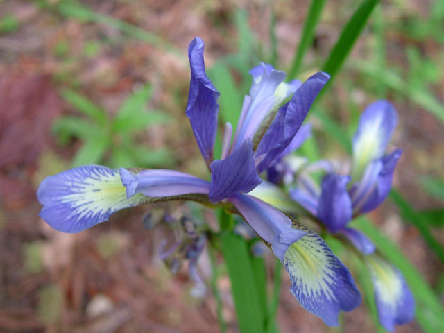 Iris prismatica (Slender blue iris) #18998