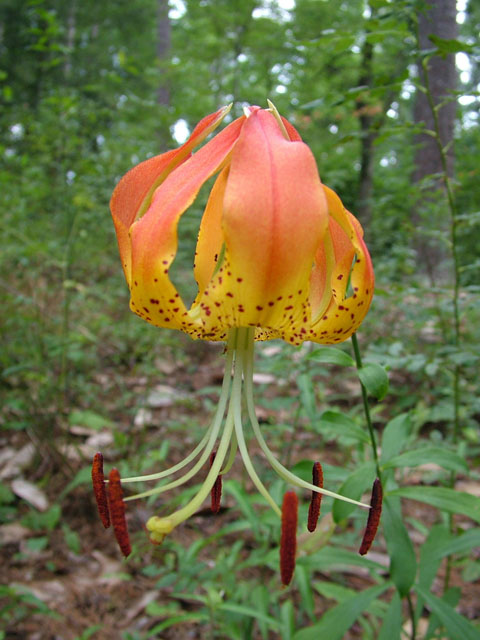 Lilium michauxii (Carolina lily) #19019