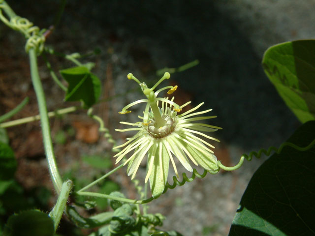 Passiflora lutea (Yellow passionflower) #19061