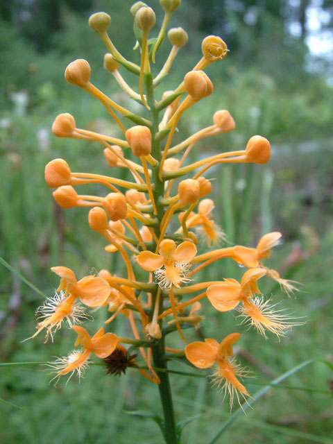 Platanthera ciliaris (Orange fringed orchid) #19089