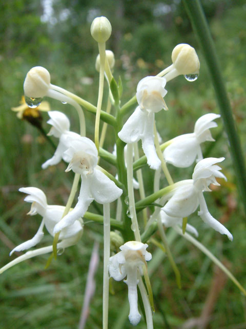 Platanthera integrilabia (White fringeless orchid) #19091