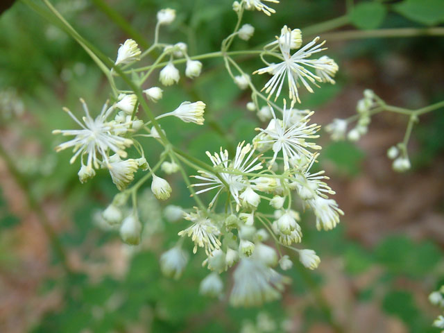 Thalictrum pubescens (King of the meadow) #19202