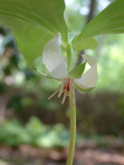 Trillium cernuum (Whip-poor-will flower) #19210