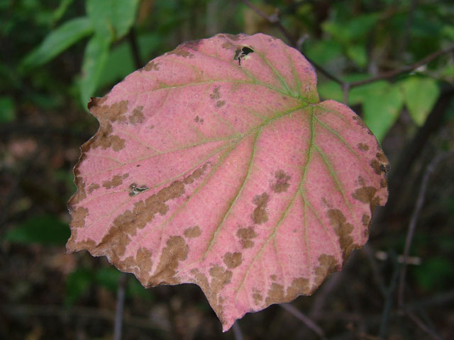 Viburnum acerifolium (Mapleleaf viburnum) #19250