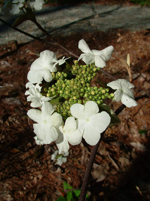 Viburnum lantanoides (Hobblebush) #19253