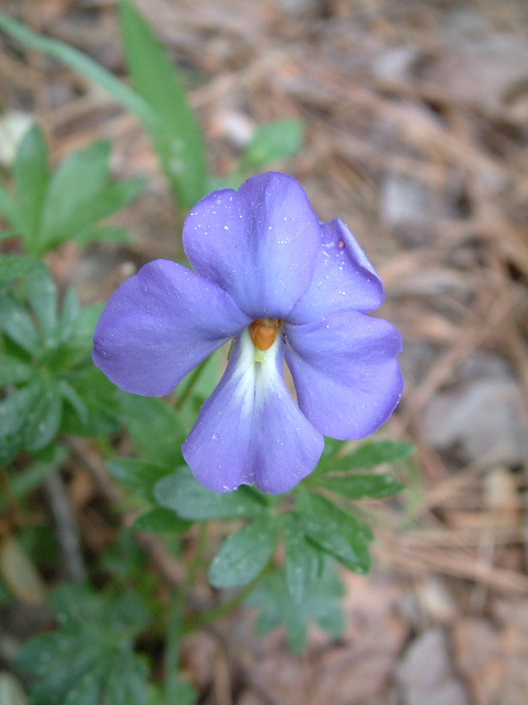 Viola pedata (Birdfoot violet) #19260
