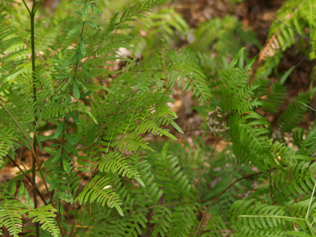 Athyrium filix-femina (Common lady fern) #42090