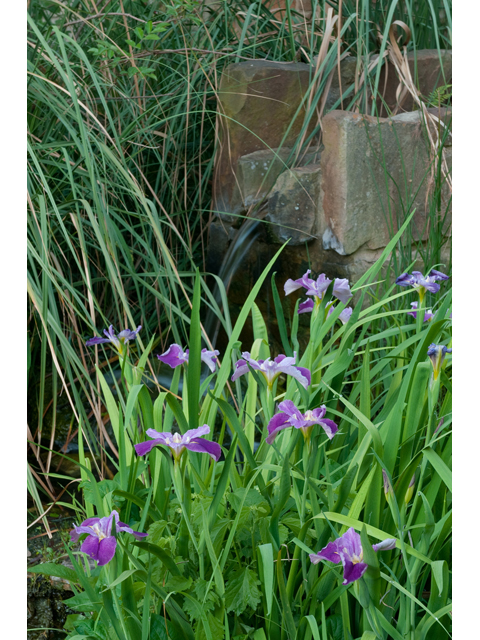 Iris virginica var. shrevei (Shreve's iris) #38712