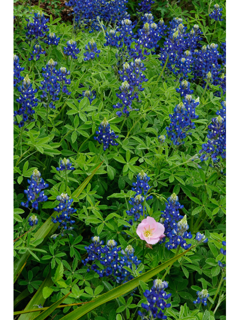 Lupinus texensis (Texas bluebonnet) #38768