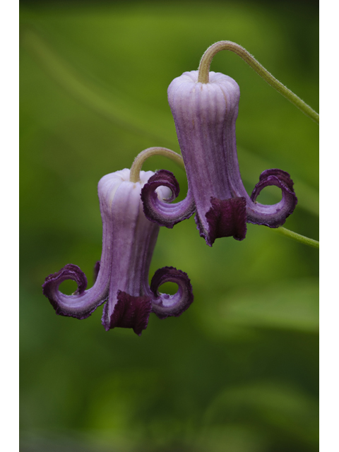 Clematis pitcheri (Purple leatherflower) #38839