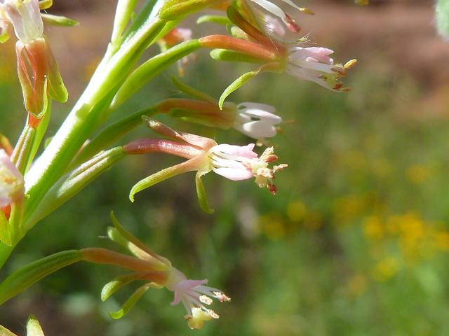Oenothera curtiflora (Velvetweed) #39125