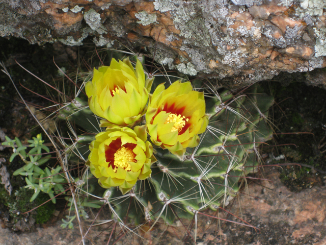 Thelocactus setispinus (Miniature barrel cactus) #39159