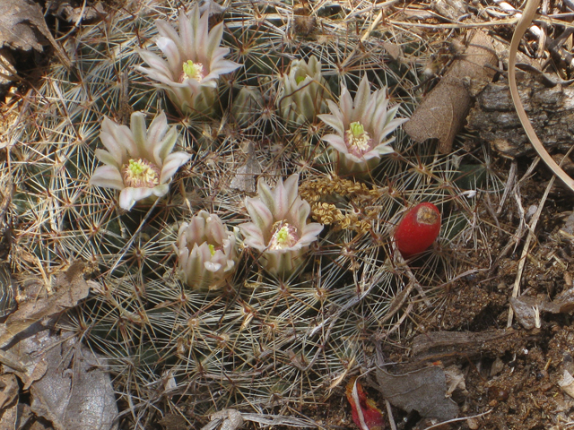 Mammillaria heyderi var. heyderi (Little nipple cactus) #39174