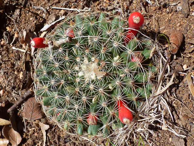 Mammillaria heyderi var. heyderi (Little nipple cactus) #39175