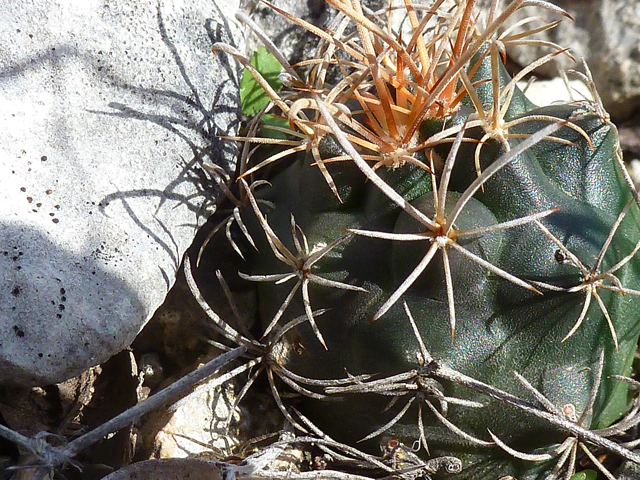 Ancistrocactus tobuschii (Tobusch fishhook cactus) #39181
