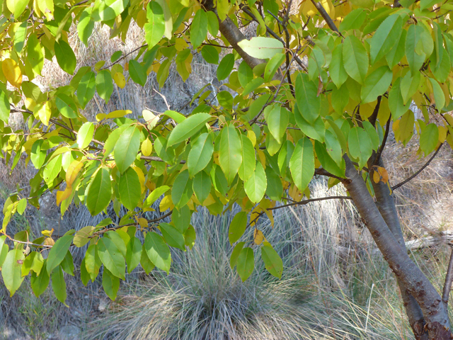 Prunus serotina var. eximia (Escarpment black cherry) #39182