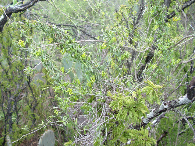 Matelea sagittifolia (Arrowleaf milkvine) #20792