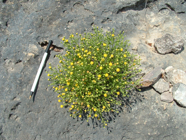 Perityle angustifolia (Narrow-leaved rockdaisy) #20827