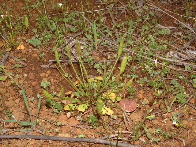 Leavenworthia aurea var. texana (Golden gladecress) #20851