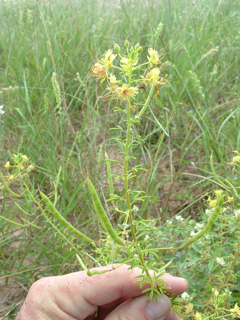 Polanisia erosa ssp. breviglandulosa (Large clammyweed) #20874