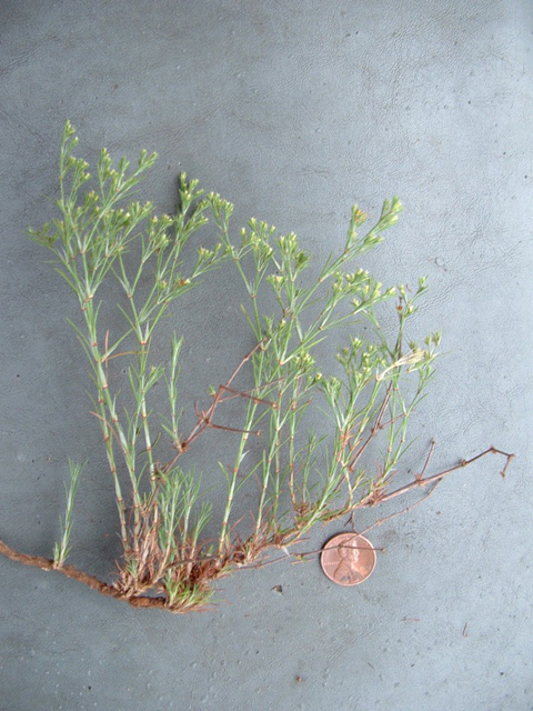 Paronychia lundelliorum (Lundell's nailwort) #20883