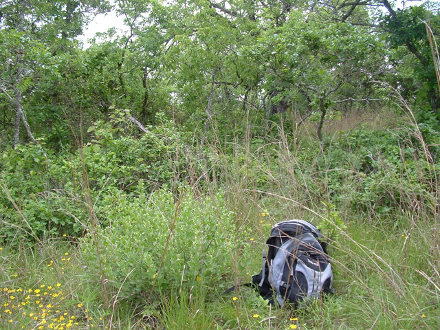 Argythamnia aphoroides (Hill country silverbush) #20896