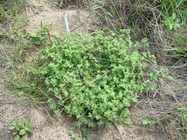 Euphorbia innocua (Velvet spurge) #20905