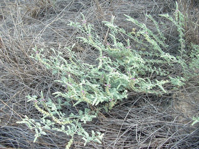 Dalea austrotexana (South texas prairie clover) #20915