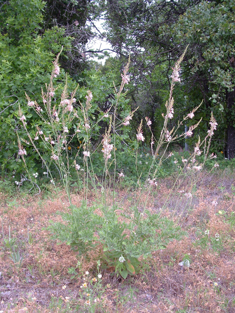 Oenothera cinerea ssp. parksii (Parks' beeblossom) #20997