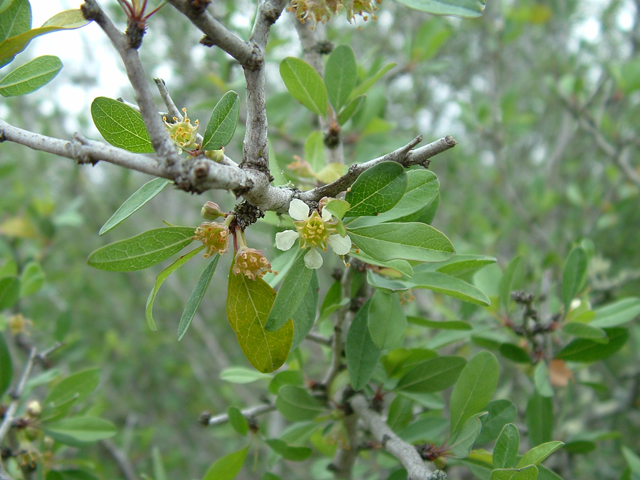 Prunus minutiflora (Texas almond) #21024