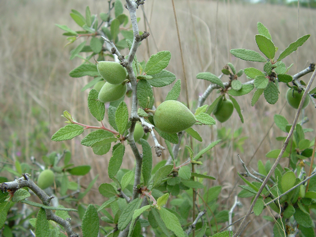 Prunus texana (Peachbush) #21027