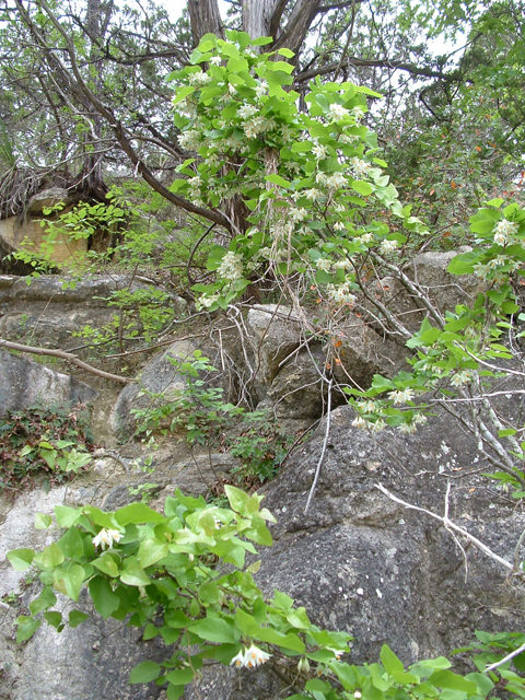 Styrax platanifolius ssp. stellatus (Sycamoreleaf snowbell) #21045