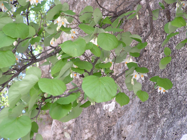 Styrax platanifolius ssp. texanus (Texas snowbell) #21048