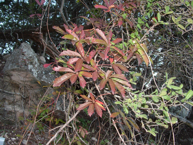 Parthenocissus heptaphylla (Sevenleaf creeper) #21051