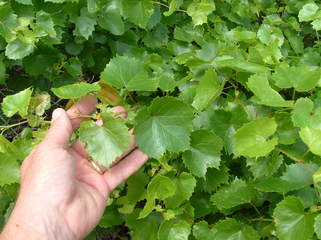 Vitis monticola (Sweet mountain grape) #21053