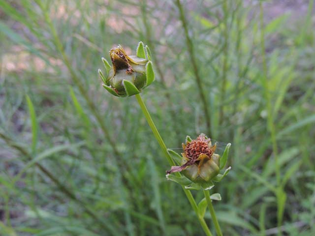 Coreopsis grandiflora (Largeflower tickseed) #61009
