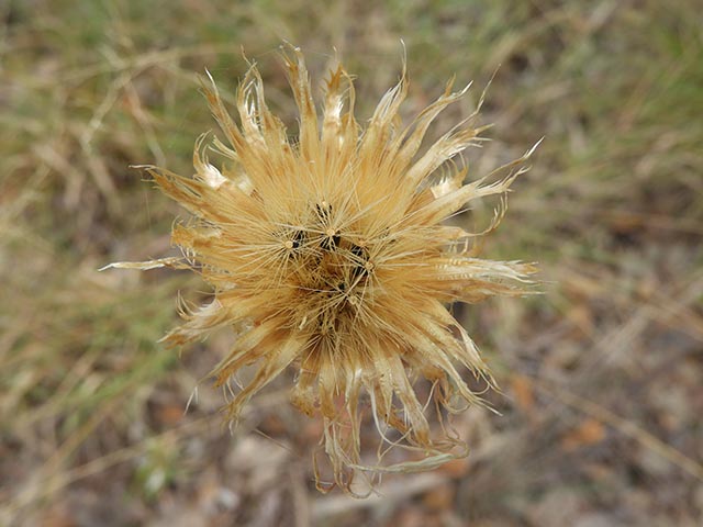 Centaurea americana (American basket-flower) #64959