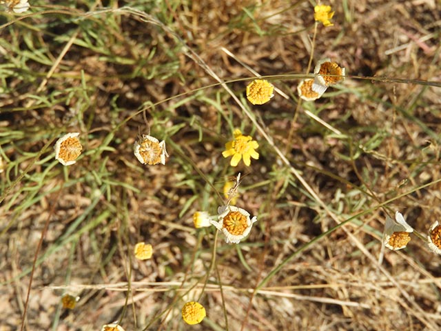 Tetraneuris linearifolia (Fineleaf fournerved daisy) #64976