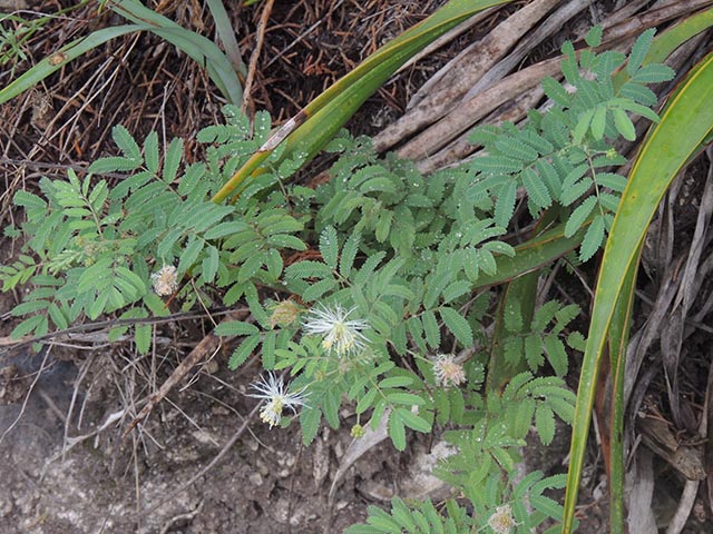 Desmanthus velutinus (Velvet bundleflower) #64990