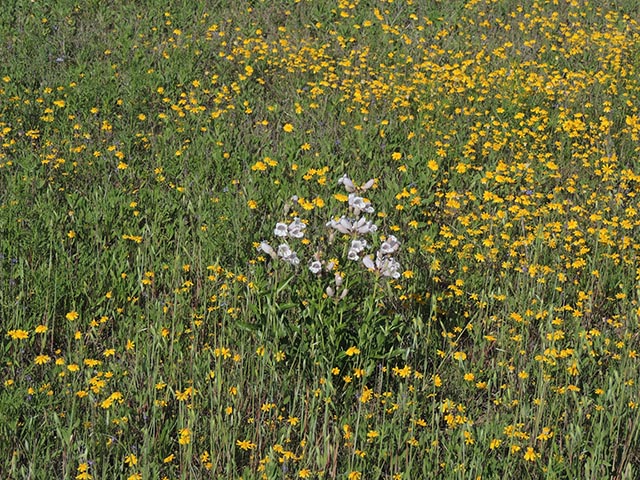 Penstemon cobaea (Prairie penstemon) #65095