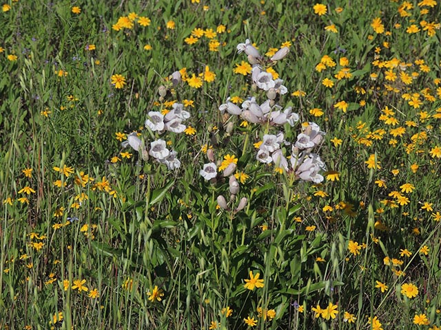 Penstemon cobaea (Prairie penstemon) #65096