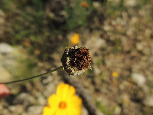 Thelesperma simplicifolium (Slender greenthread) #65127