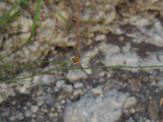 Thelesperma simplicifolium (Slender greenthread) #65133