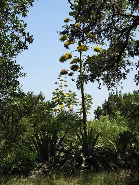 Agave americana (American century plant) #65169