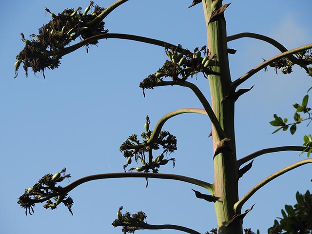 Agave americana (American century plant) #65187