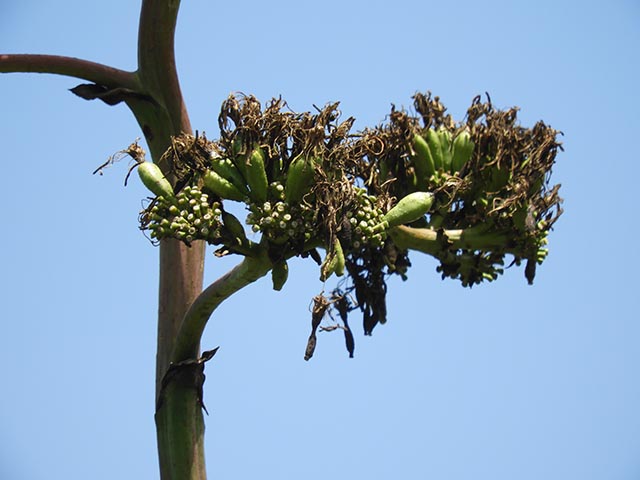Agave americana (American century plant) #65191
